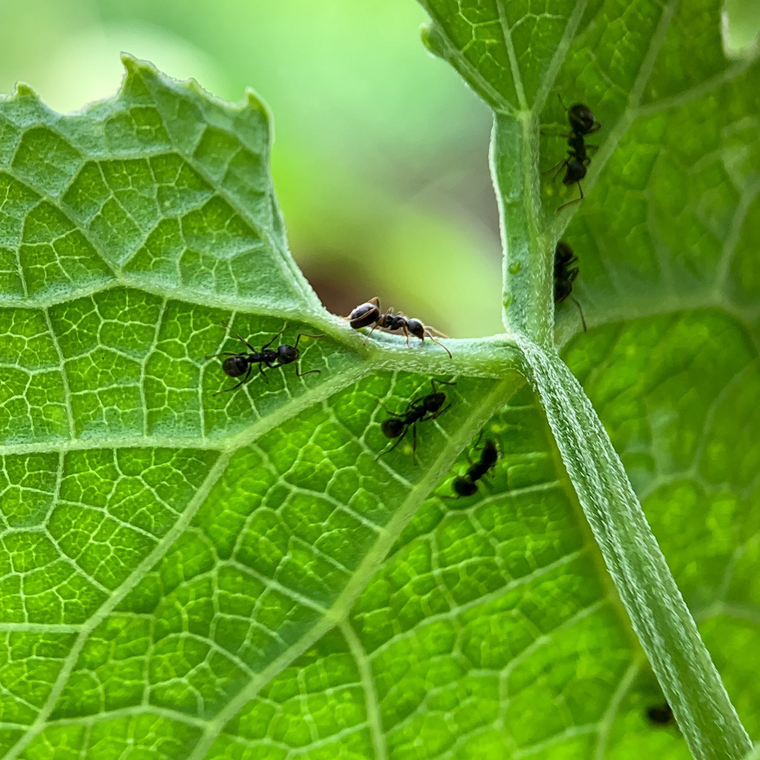 Small black ants (Monomorium minimum)