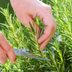 How to Prune Rosemary