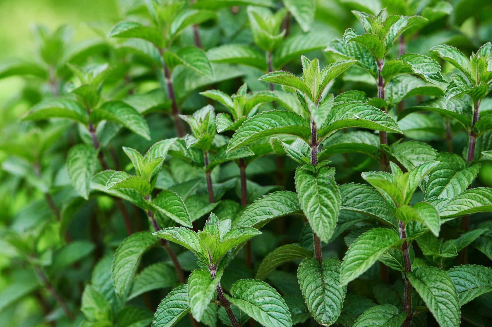 mint leafs in the garden