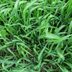 What Is Quackgrass and How Do I Get Rid of It?