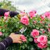 How to Prune Roses