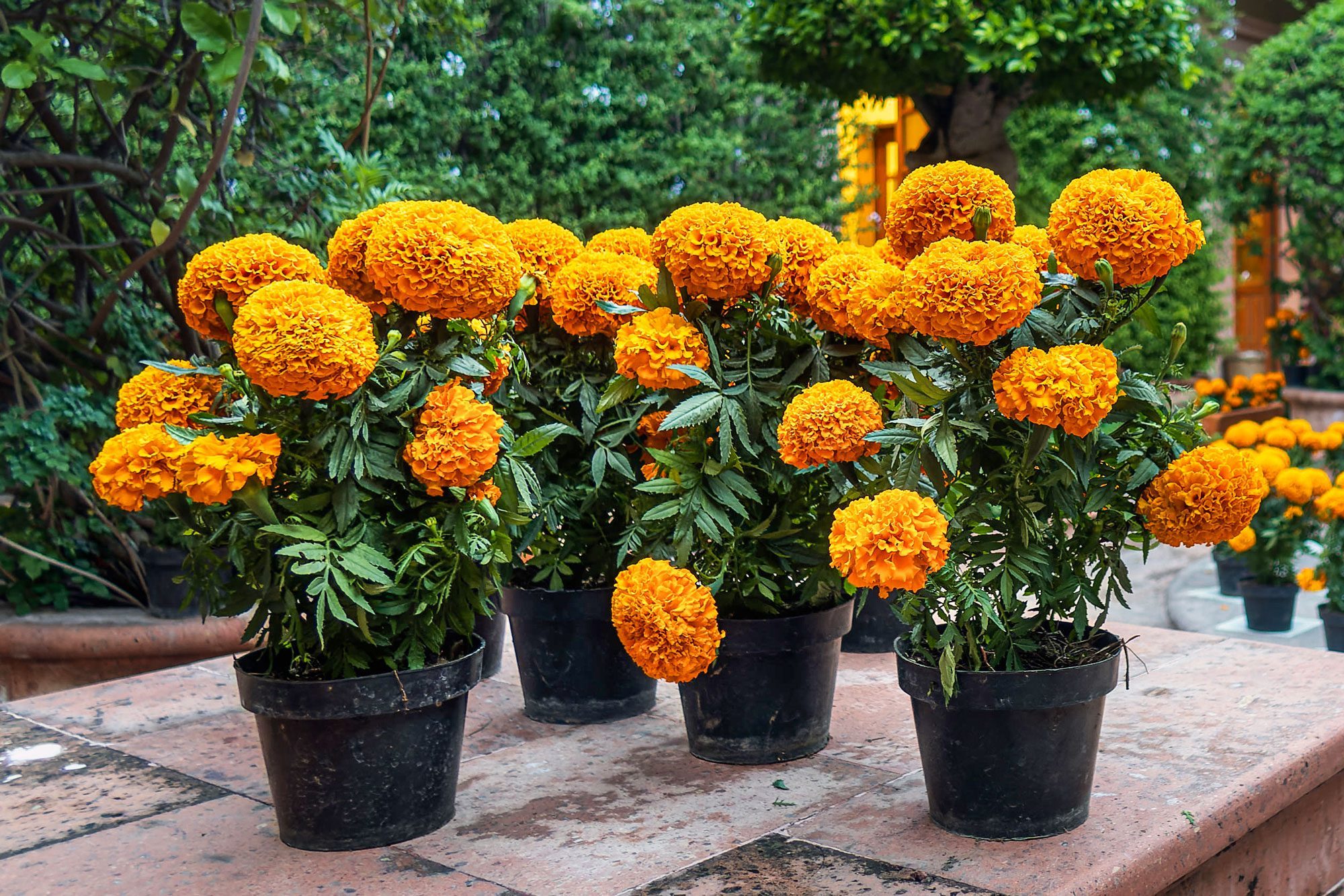 Marigolds