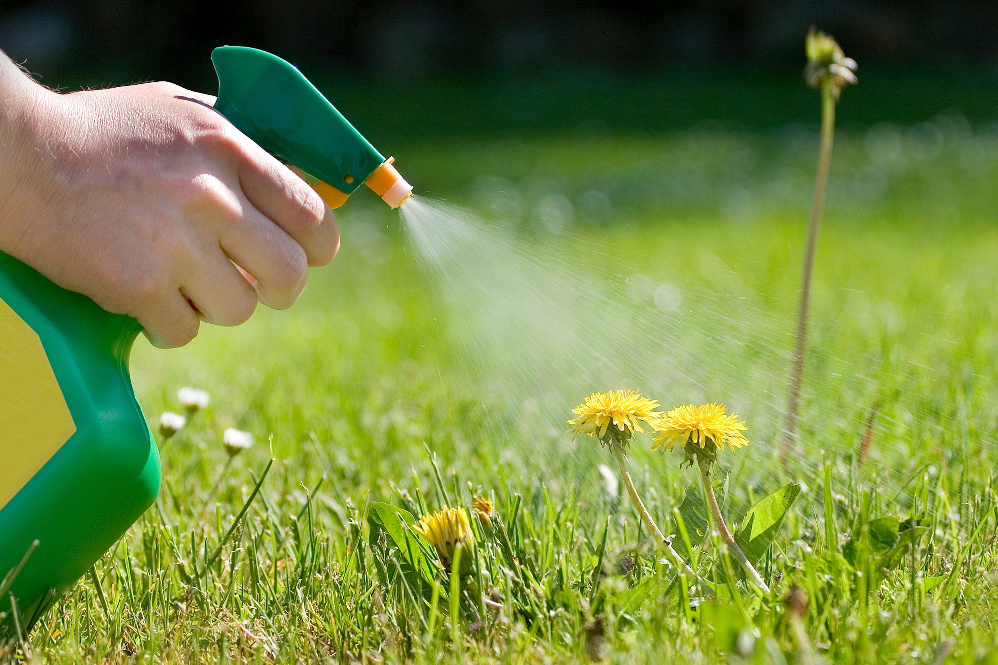 How to Get Rid of Weeds in Your Lawn