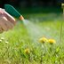 How to Get Rid of Weeds in Your Lawn