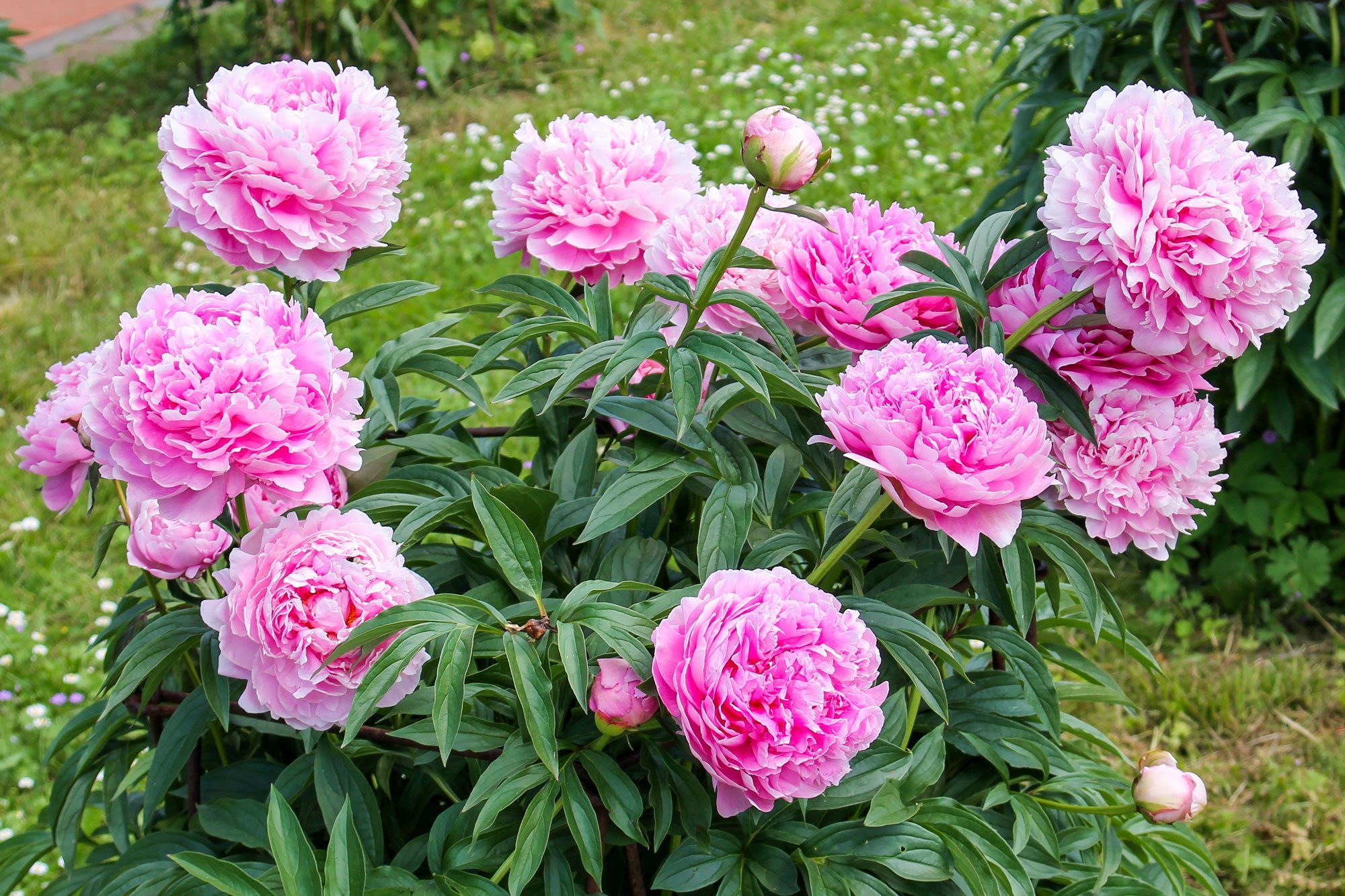 Peony Plant