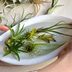 What Are Air Plants and How Do They Grow?