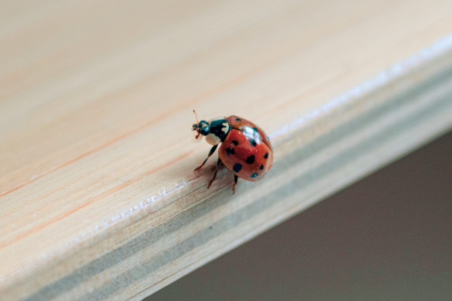 How to Get Rid of Ladybugs