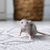 Why Do Mice Chew Through Electrical Wires?