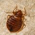 How to Get Rid of Bed Bugs: A DIY Guide