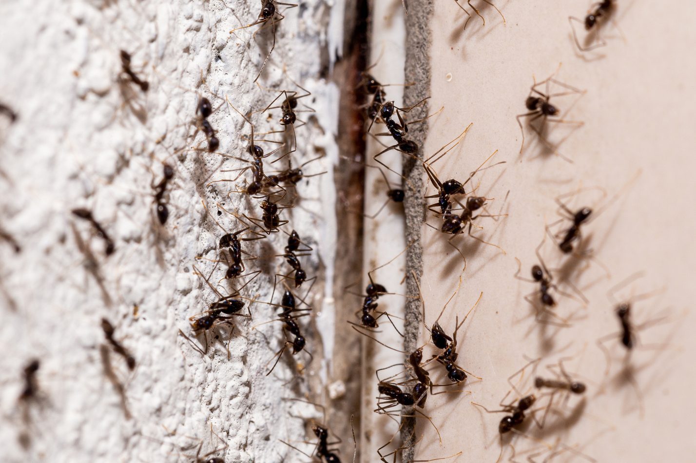 Ants coming out through crack in the wall