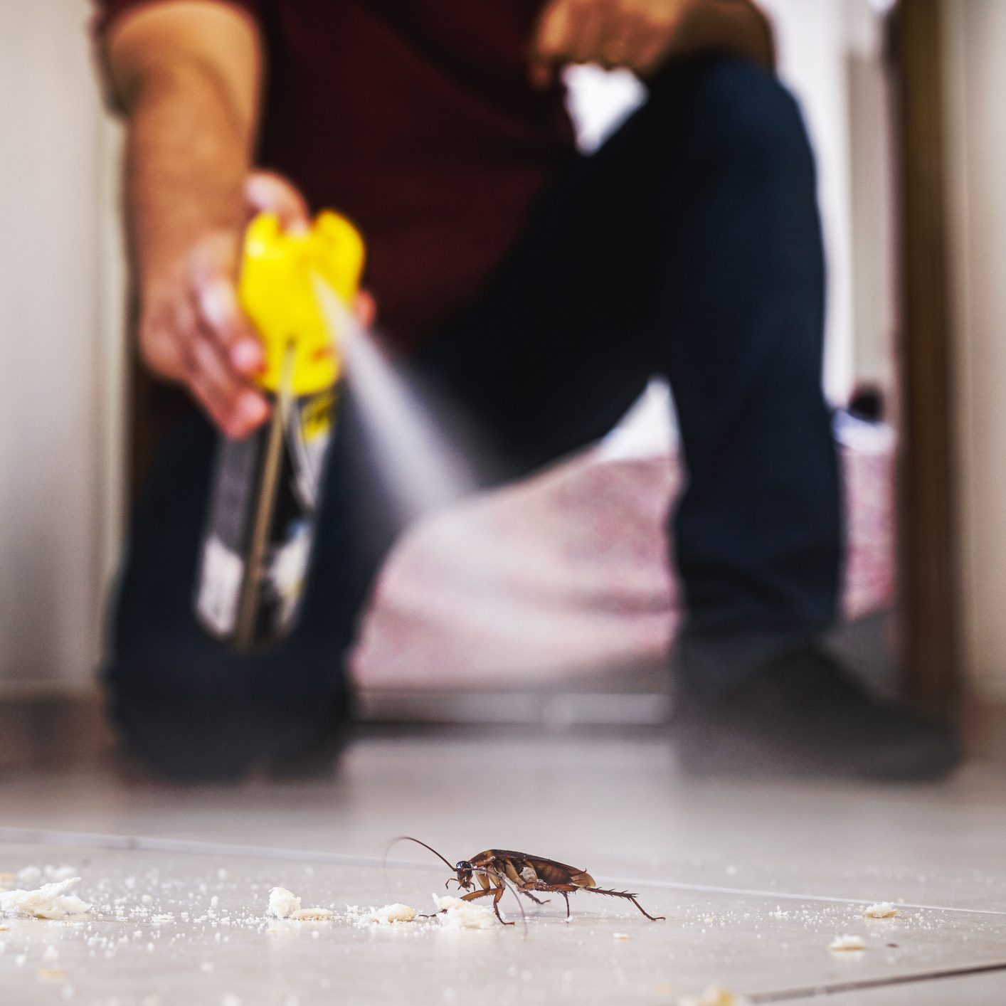 cockroach being killed indoors, aerosol poison spray, insect infestation, insect detection