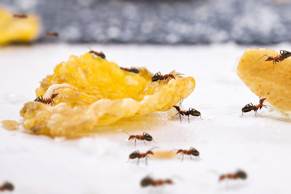 Ants on dirt and bread crumbs on the table, insect infestation in the kitchen