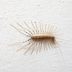 How to Get Rid of House Centipedes, and Why You Shouldn't Kill Them