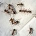 13 Home Remedies for Getting Rid of Ants