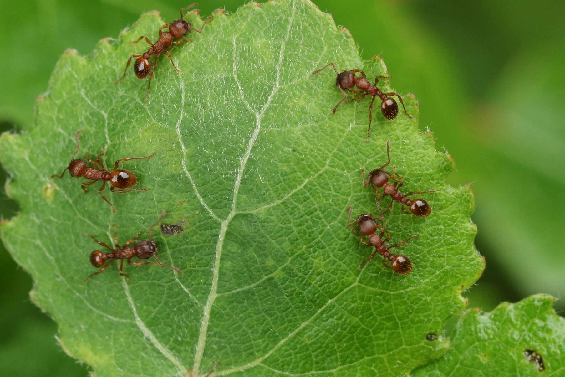 A group of Common Red Ants