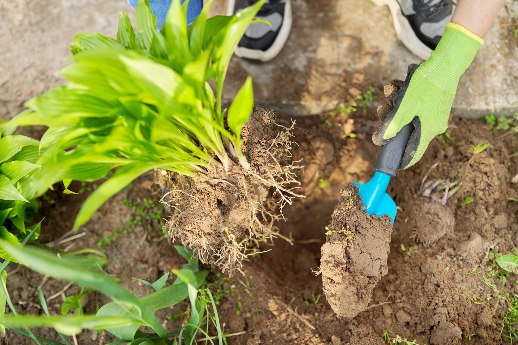 11 Things To Do In August To Get Your Garden Ready For Fall Divide Perennials Gettyimages 1300819934