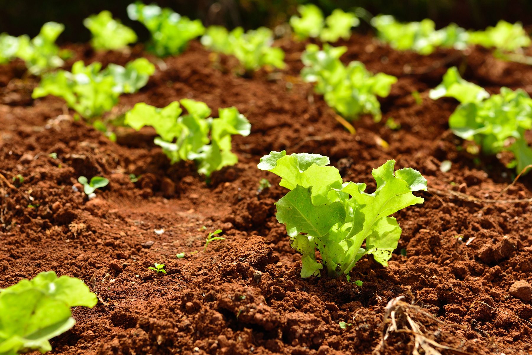 11 Things To Do In August To Get Your Garden Ready For Fall Plant Fall Crops Gettyimages 496075094