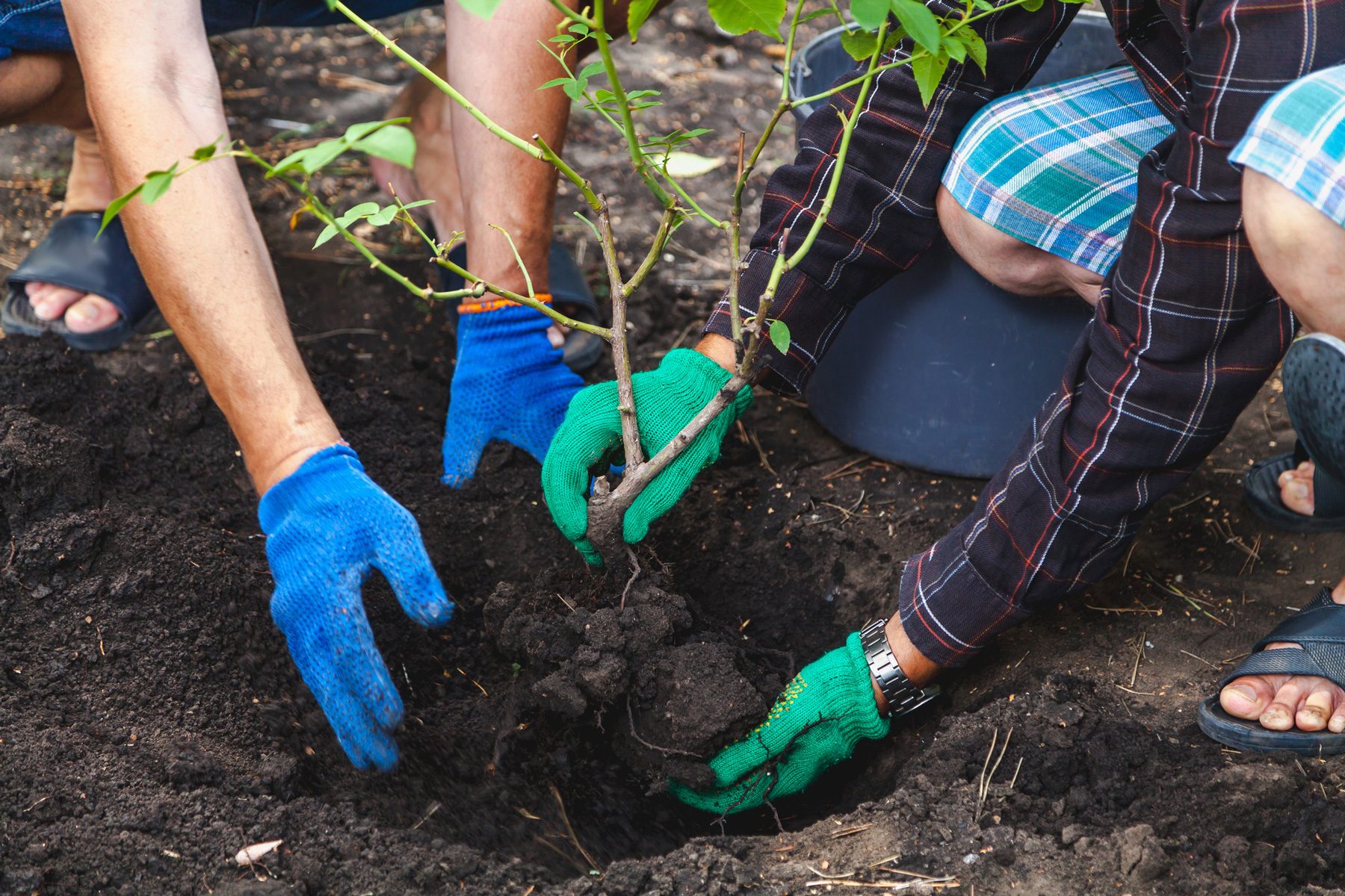 11 Things To Do In August To Get Your Garden Ready For Fall Plant Trees And Shrubs Gettyimages 841887232