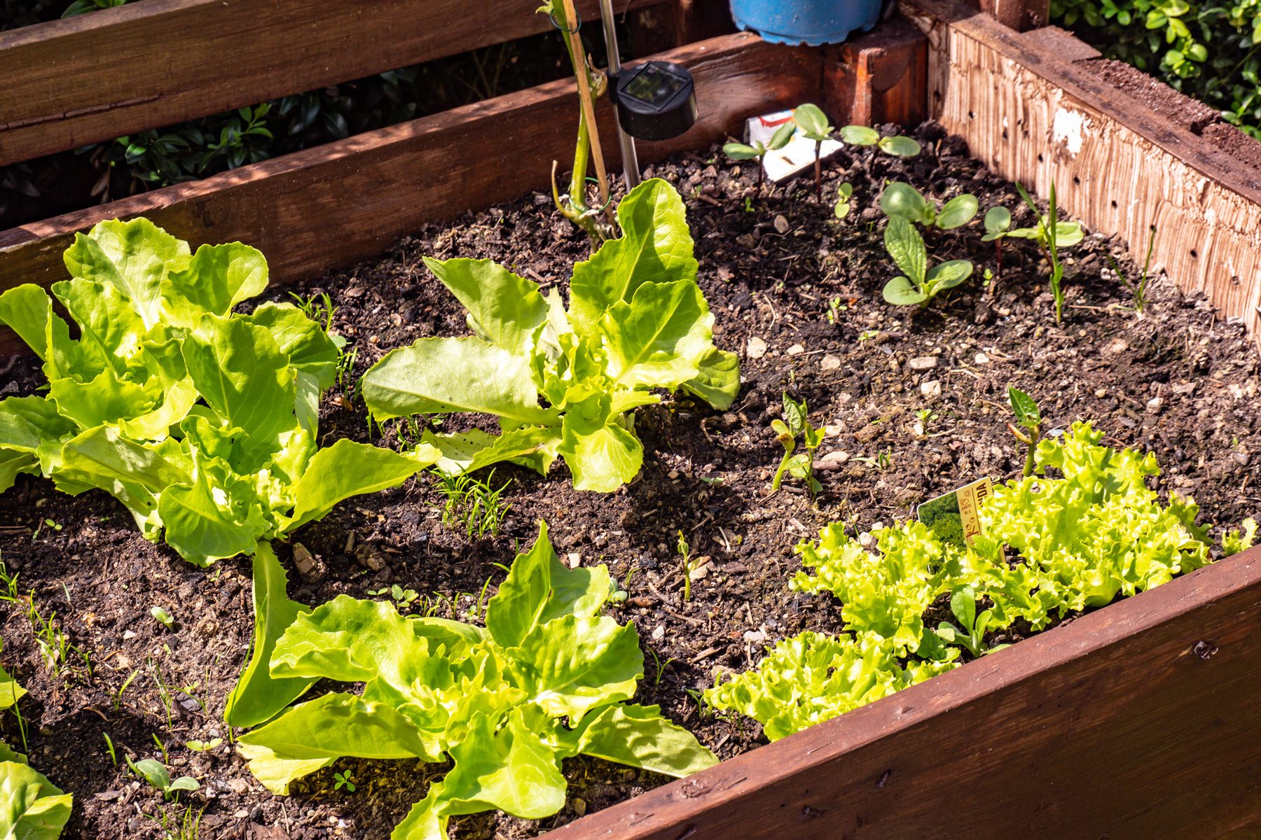 Build A Cold Frame To Extend The Season Gettyimages 1321561124