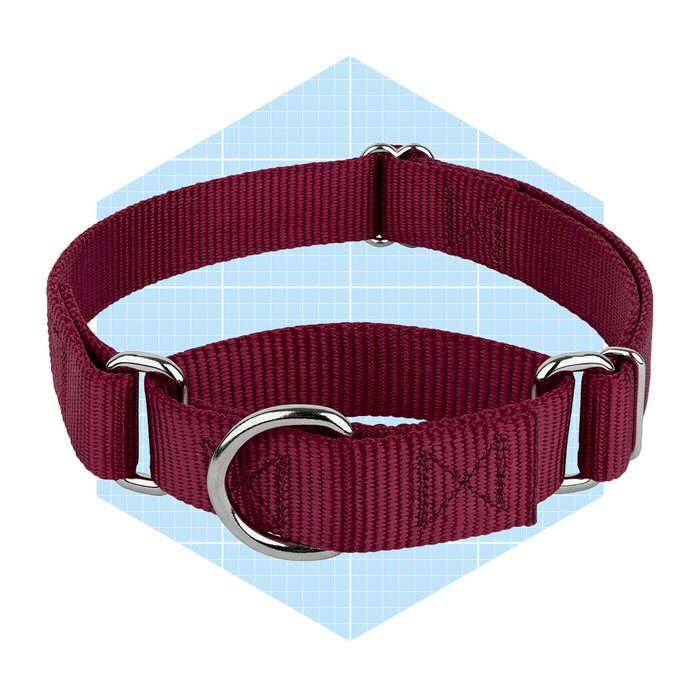 Country Brook Petz Martingale Heavyduty Nylon Dog Collar Ecomm Amazon.com 