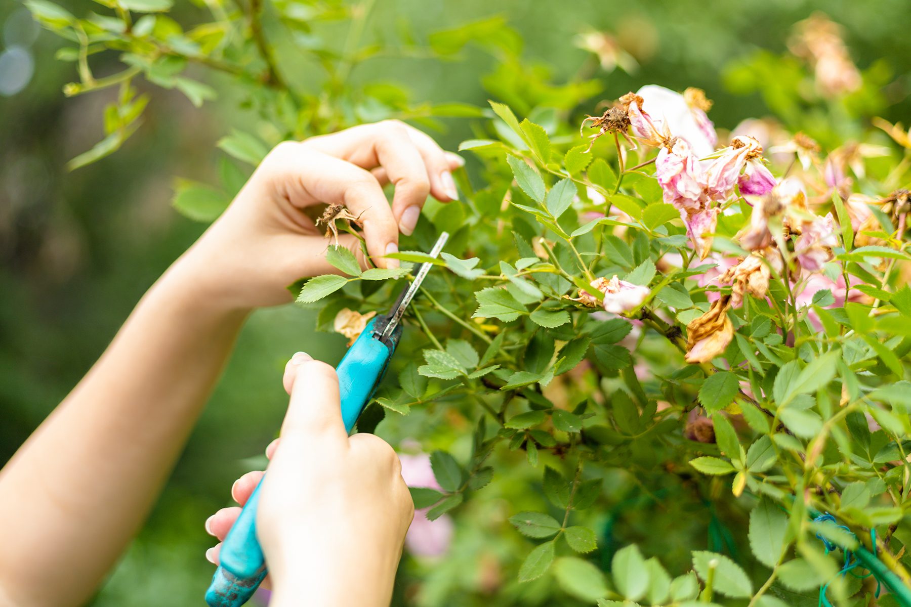 Cut Back Annuals Gettyimages 2080314157