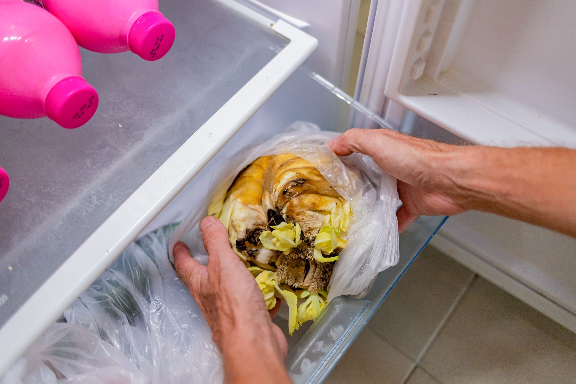 Food Spoilage Taken Out From Fridge Gettyimages 2164949302 Pkedit