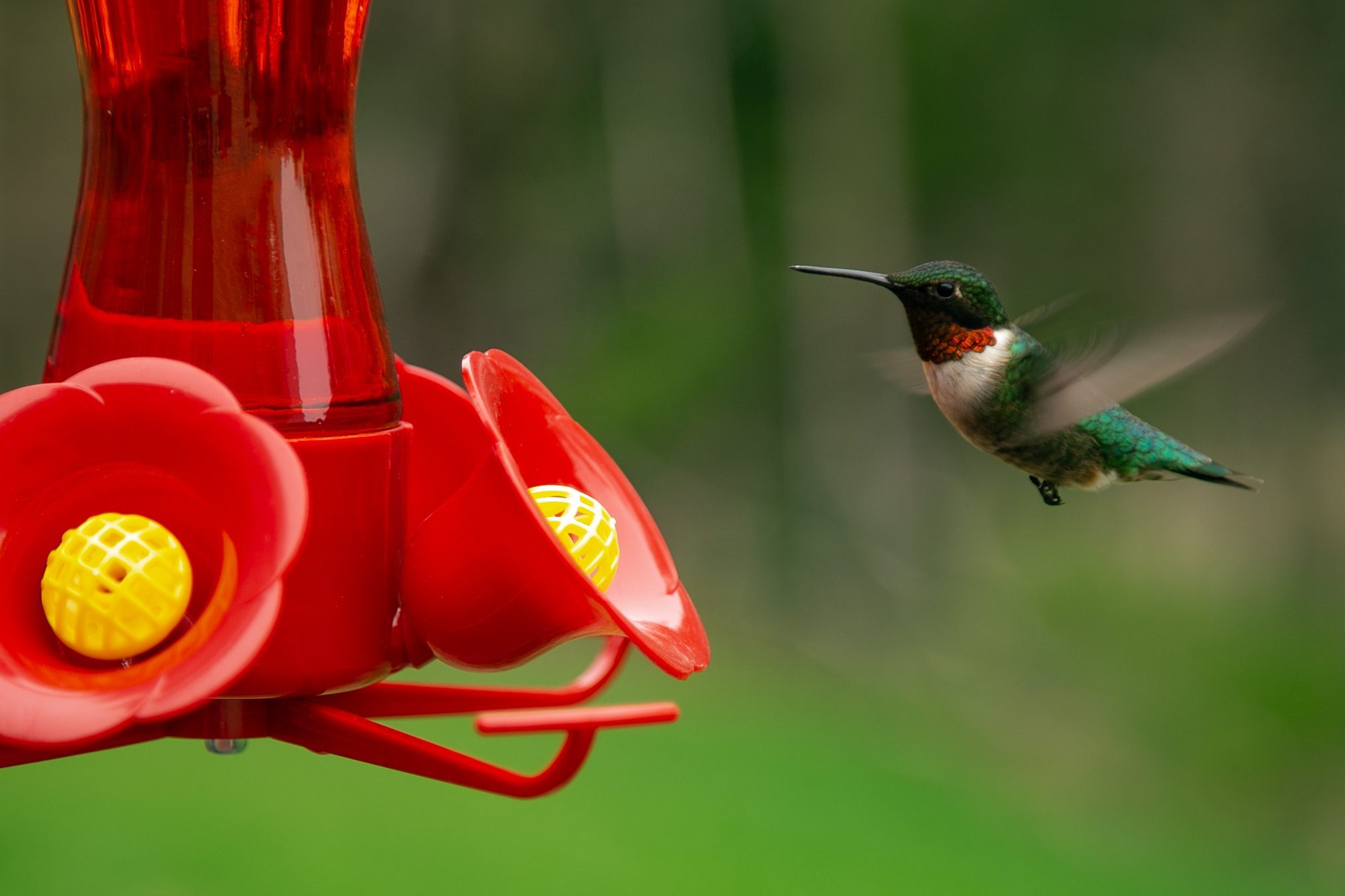 Bee guard installed on hummingbird feeder