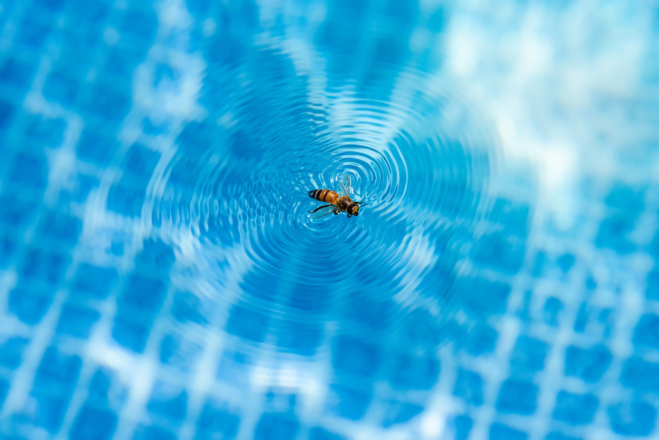 Bee in the swimming pool