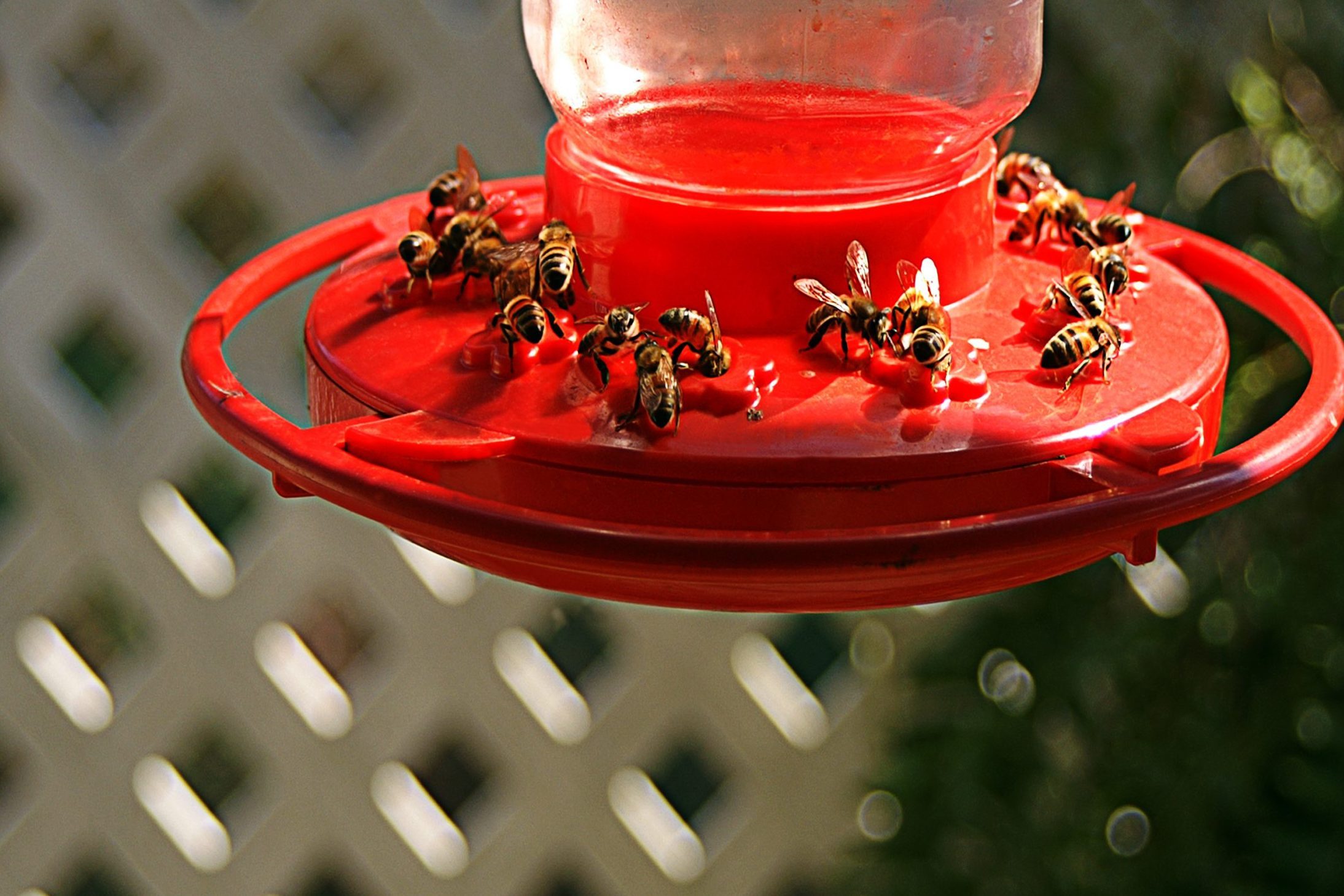 Honey Bees Feeding On A Hummingbird Feeder