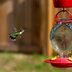 How Do I Keep Ants Out of my Hummingbird Feeder?