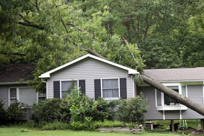 Fallen tree on top of grey bungalow house