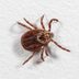 What to Do When You Find a Tick in Your House