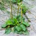 How To Kill Weeds With Broadleaf Herbicide