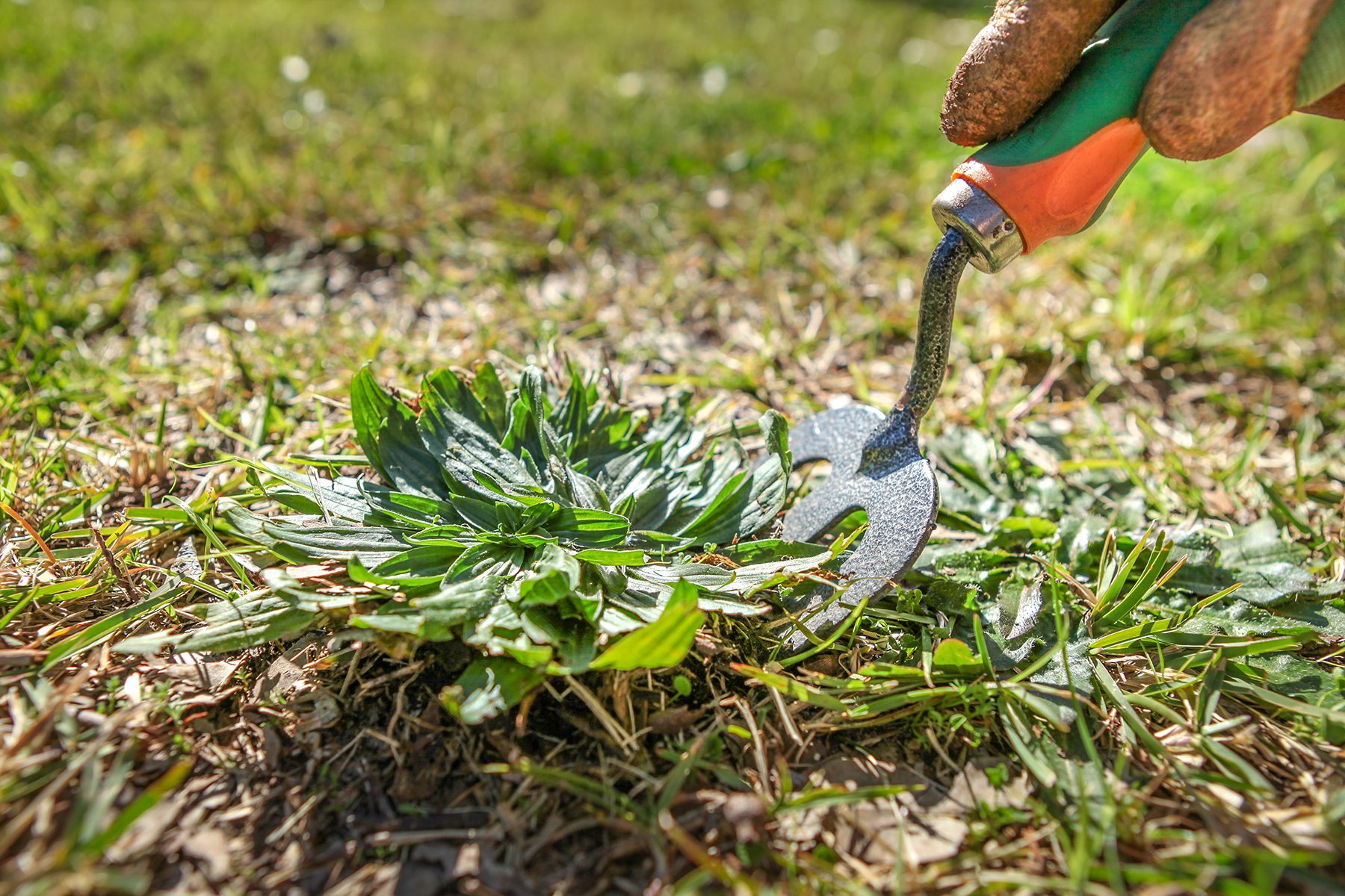 Keep Up On Weeds Gettyimages 536662102