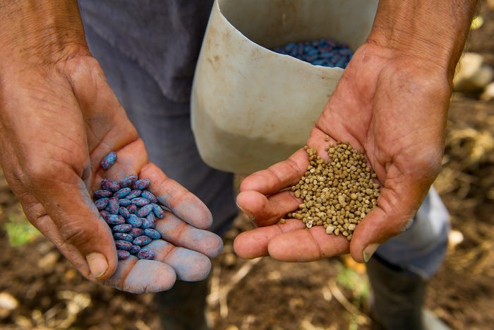 Save Seeds Gettyimages 522181154