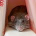 6 Surprising Places You Should Be Checking for Mice