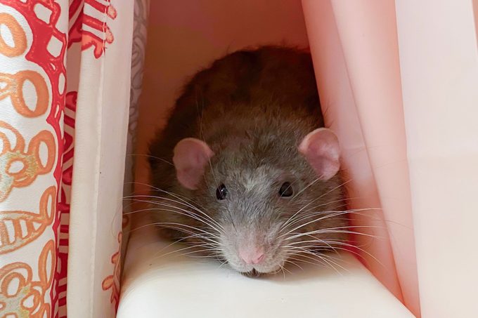 6 Surprising Places You Should Be Checking For Mice