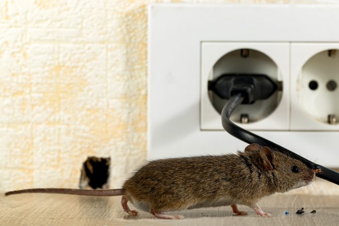 6 Surprising Places You Should Be Checking For Mice