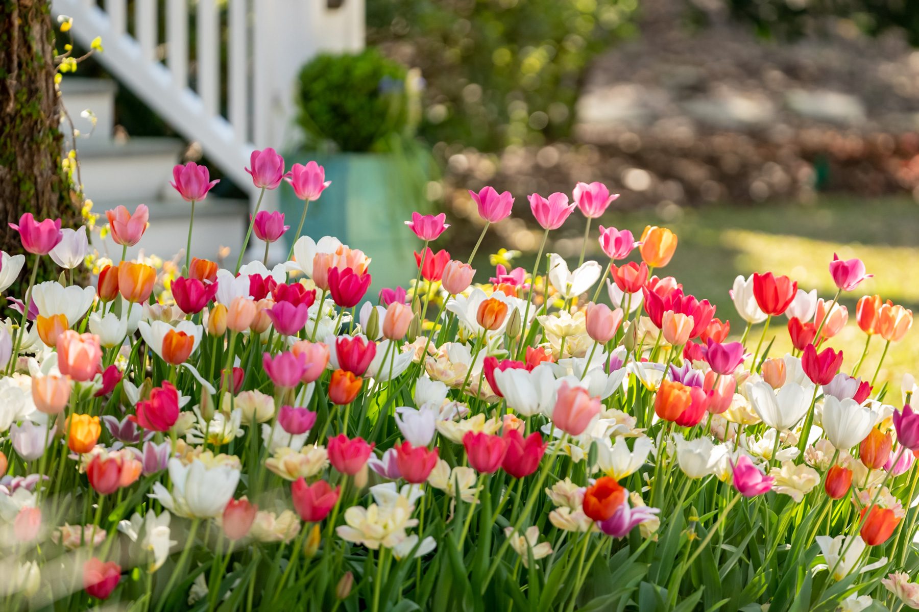 Tulips