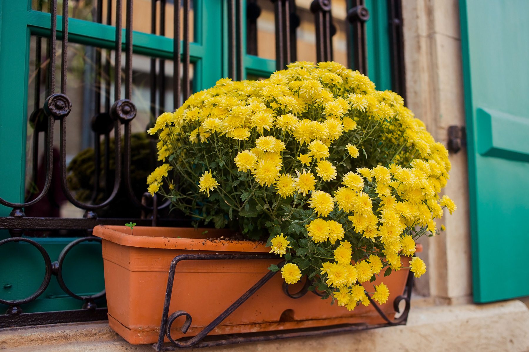 Chrysanthemums (Mums)