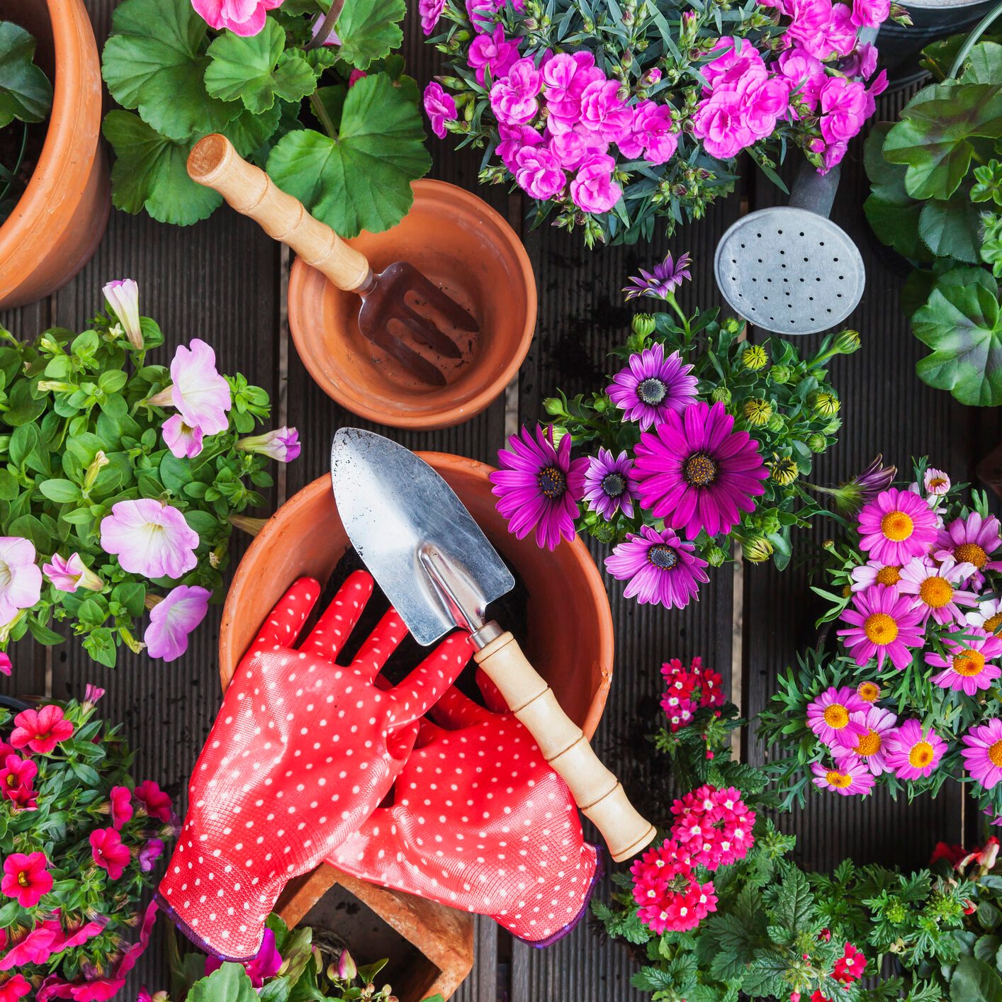 Gardening, different spring and summer flowers, gardening tools on garden table