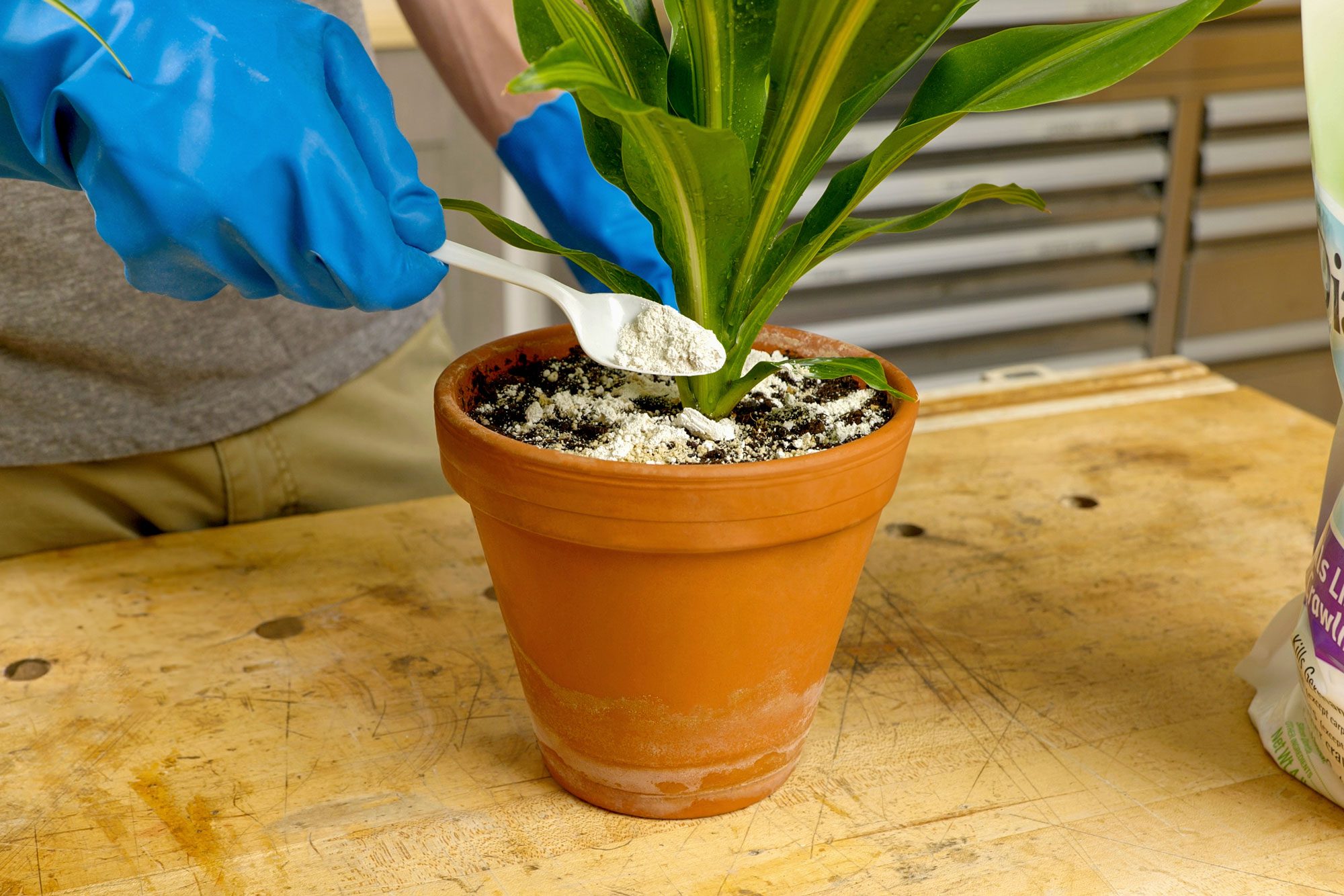 A gloved hand is sprinkling a white powder onto the soil of a houseplant, A green houseplant with large leaves is in a terracotta pot placed over wooden table, A bag of diatomaceous earth is visible in the background,