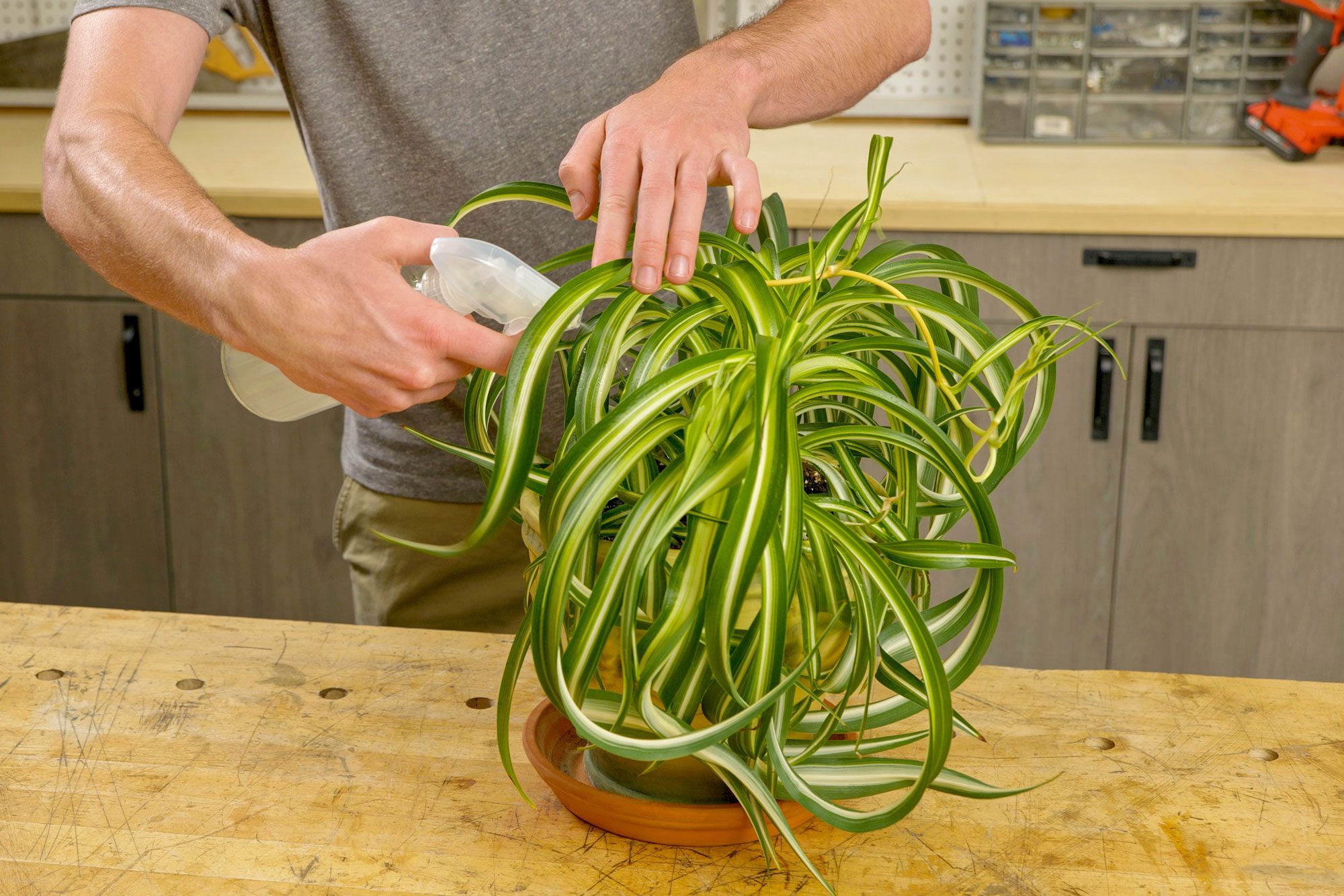 A person is misting a spider plant with a spray bottle; The plant is in a terracotta pot and has long, arching leaves with green and white stripes; The person's hands are gently spraying the plant with water; The background shows a wooden surface and other indoor plants;