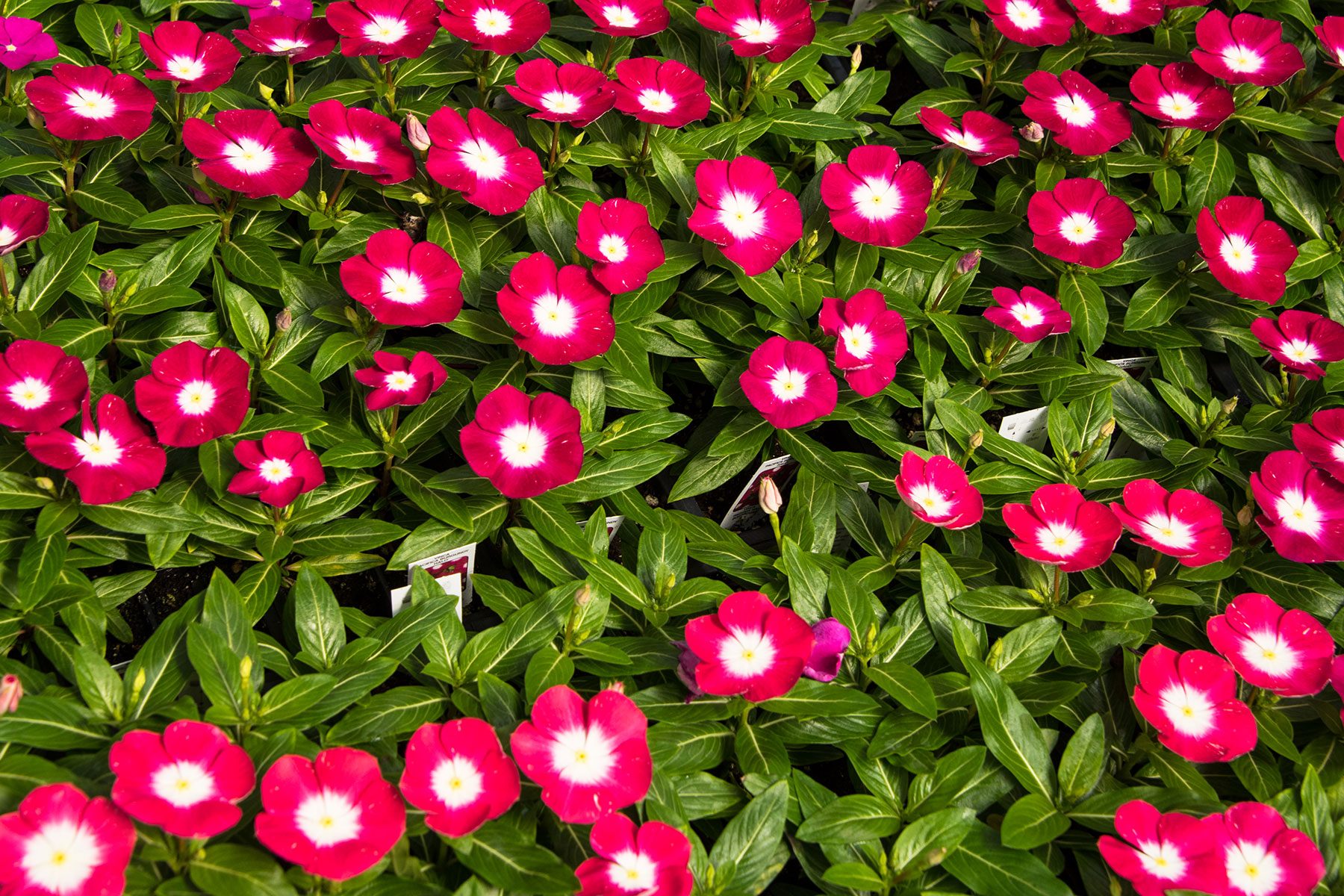 10 Flowers That Will Thrive In Full Sun Annual Vinca Gettyimages 689100770