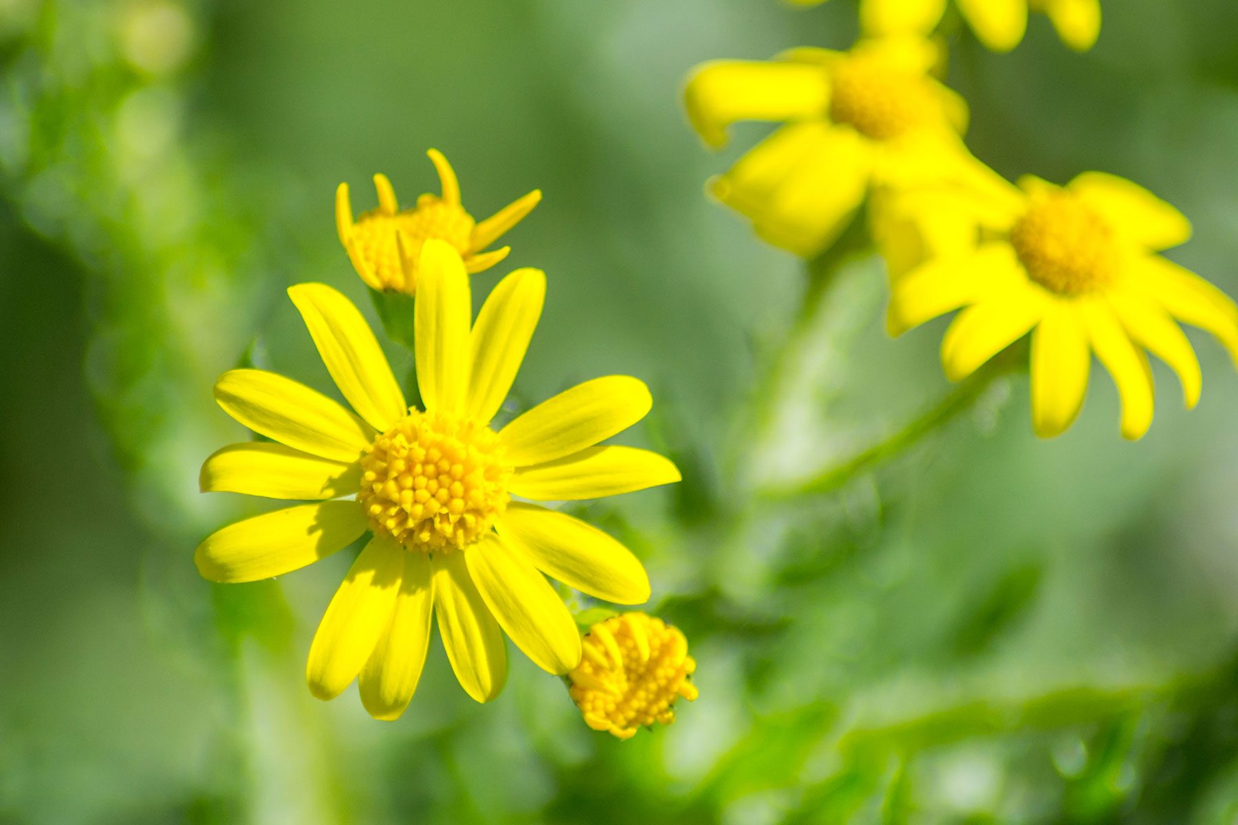 10 Flowers That Will Thrive In Full Sun Dahlberg Daisy Gettyimages 1218138860