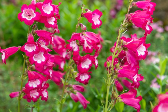 10 Flowers That Will Thrive In Full Sun Gettyimages 1483464053