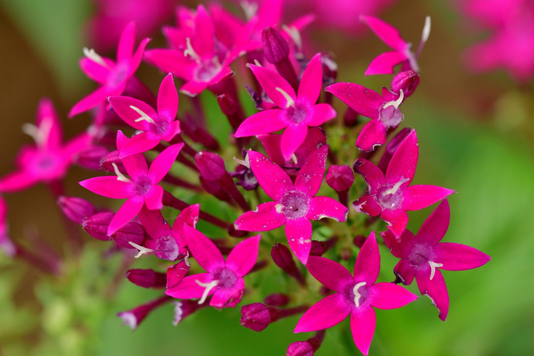 10 Flowers That Will Thrive In Full Sun Gettyimages 2176430305