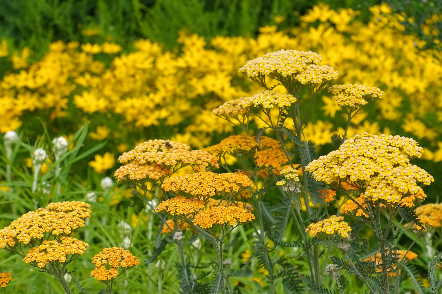 10 Flowers That Will Thrive In Full Sun Gettyimages 594934792