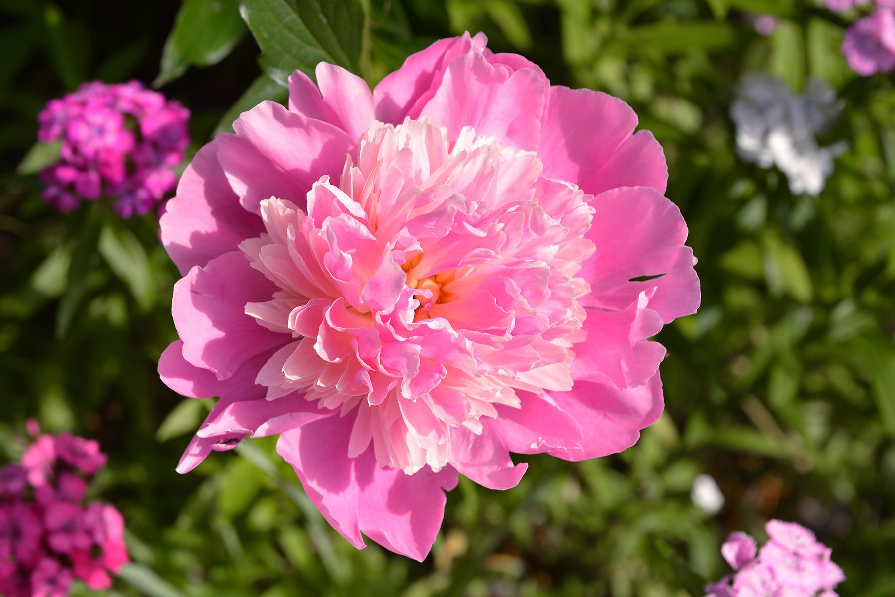 10 Flowers That Will Thrive In Full Sun Peony Gettyimages 1160020570