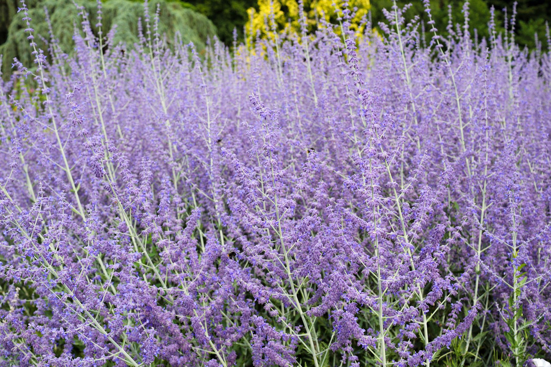 10 Flowers That Will Thrive In Full Sun Russian Sage Gettyimages 466955621